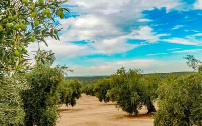 El oleoturismo, protagonista de unas jornadas de la UJA