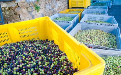 Los agricultores del sector de la aceituna mejoran más de un 45 % el precio de liquidación de sus productos