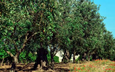 Desde #manzanillaolive hacemos todo lo posible por crear #conciencia acerca de la importancia que tiene la #biodiversidad para los seres humanos y de ahí la necesidad de cuidarla y preservarla para las futuras #generaciones. Nuestro #olivar es un ecosistema agrícola de #calidad.