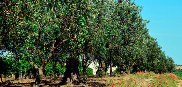 Desde #manzanillaolive hacemos todo lo posible por crear #conciencia acerca de la importancia que tiene la #biodiversidad para los seres humanos y de ahí la necesidad de cuidarla y preservarla para las futuras #generaciones. Nuestro #olivar es un ecosistema agrícola de #calidad.