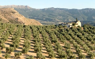 Retos del oleoturismo: crear productos innovadores y transformación digital