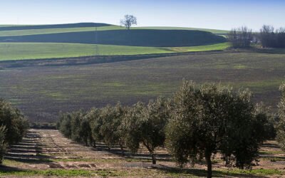 La Producción Ecológica resulta más rentable para el AOVE
