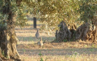 ¿Puede ser rentable la biodiversidad en el olivar? A debate en una jornada de SEO/Birdlife