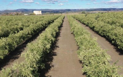 Un estudio de Todolivo constata que el olivar en seto supera al superintensivo en sostenibilidad, productividad y rentabilidad y marca un nuevo rumbo en la olivicultura