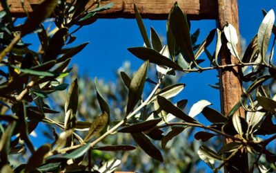 ¿Debería el olivar tradicional cobrar por la absorción que hace del CO2 de la atmósfera?