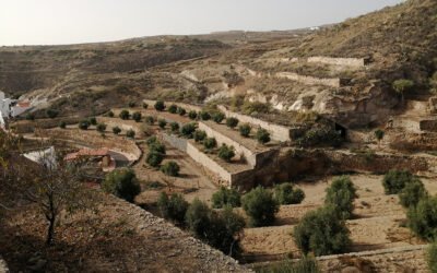 Fenología de floración en  «Arbequina» en condiciones subtropicales