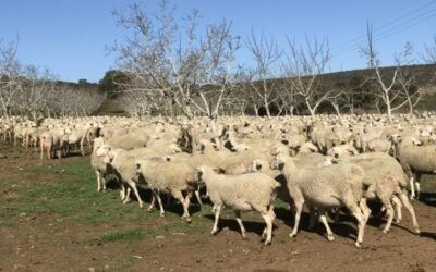 Aenor se convierte en entidad autorizada para la certificación Animal Welfare Interovic Spain (AWIS)