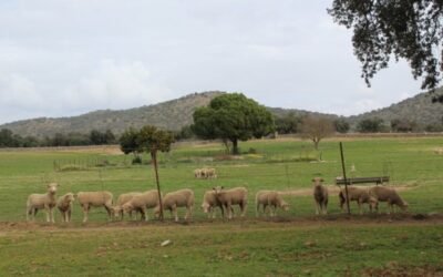 Arrendamientos rústicos: el MAPA publica los índices de precios percibidos en 2020
