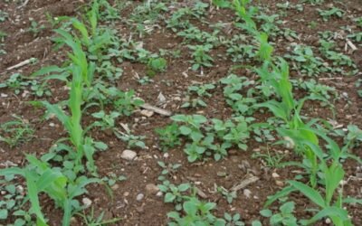 Cerca de 130 participantes en el I Curso on line de identificación y manejo de malas hierbas de maíz de la UdL