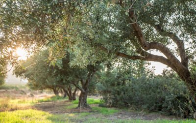 Evaluación de los beneficios de Polysulphate en sistemas de olivo convencional y ecológico, a largo plazo