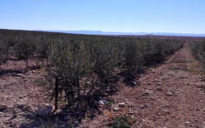 «2020 se caracterizó por la  inestabilidad e incertidumbre y con  ello la mayor dificultad para poner en  marcha proyectos en ciertos países»