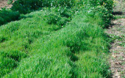 Miden la cantidad de suelo fértil que produce la cubierta vegetal del olivar