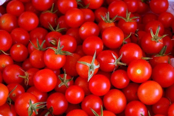 Promover el crecimiento de raíces de plantas de tomate bajo estrés nutricional y de temperatura con el uso de bioestimulantes