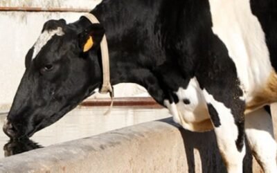 UPA alerta que España puede quedarse sin apenas ganaderos de vacuno de leche
