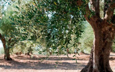 El injerto de olivos para combatir la verticilosis no pasa la prueba en campo