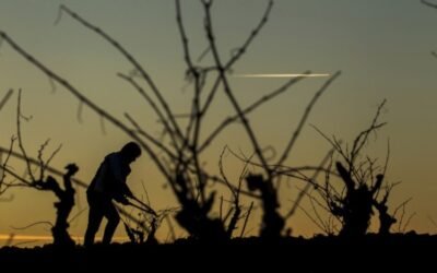 El MAPA reconoce el viñedo singular de 17 nuevos parajes vitícolas de la DOCa Rioja