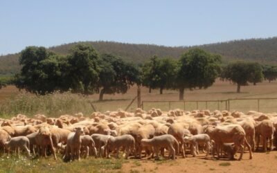 Doce líneas ganaderas entran hoy en vigor en el Plan 2021 de seguros pecuarios