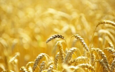 ACCOE prevé este año un 18% y  4,1 Mt de cereal de invierno menos que en la cosecha récord de 2020