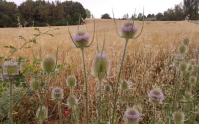 Bruselas ajusta los pagos directos de la PAC 2021 para financiar la reserva de crisis