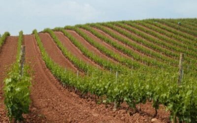 El MAPA distribuye a las CC.AA. las 945 ha autorizadas en 2021 de nueva plantación de viñedo