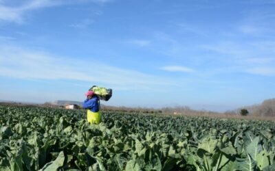 El paro registrado en Agricultura bajó un 4,78 % en mayo pero sube aún casi un 11% en el último año