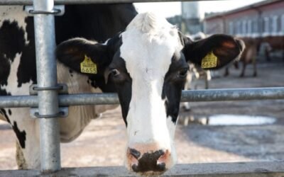 Las entregas de leche de vaca a industria suben un 0,5% en abril, pero caen un 0,9% sobre un año antes