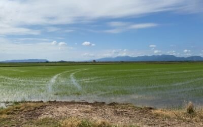 Duras críticas de AVA y La Unió por la “marcha atrás” del MAPA al uso excepcional de propanil en el arroz