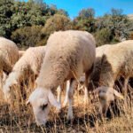 La detección de un brote de brucelosis ovina activa el protocolo de actuación en varias explotaciones en Aragón