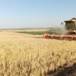 Concluye la campaña del cereal en Córdoba con un descenso de la producción del 25%, pero de buena calidad