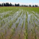 Denuncian pérdidas de más de 10 millones al sembrarse 7.000 hectáreas de arroz con semillas defectuosas