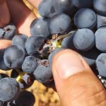 Unidos por la ‘confusión’ para mejorar la calidad de la uva: Proyecto pionero de viticultura sostenible de 11 viticultores riojanos
