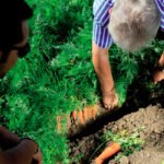 Propuesta para que las donaciones de explotaciones agrarias a los hijos menores de 40 años no tengan coste añadido en la renta