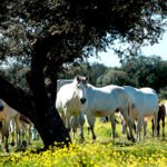 Hasta el viernes 11 los criadores de equinos andaluces podrán optar a las ayudas de la Junta para mitigar los daños del Covid