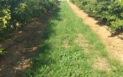 Cubiertas vegetales como medida para el fomento de la biodiversidad