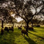 El ‘Dehesafío’ pone en marcha un crowdfunding para la siembra y mantenimiento de encinas en la dehesa del Valle de los Pedroches