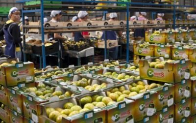 El Gobierno aprueba el real decreto por el que se regula el régimen de certificación fitosanitaria para la exportación hortícola