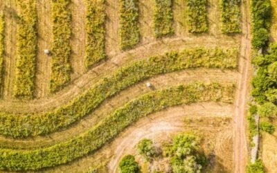 Tribunal de Cuentas Europeo: la actual PAC no ha logrado que la agricultura contamine menos