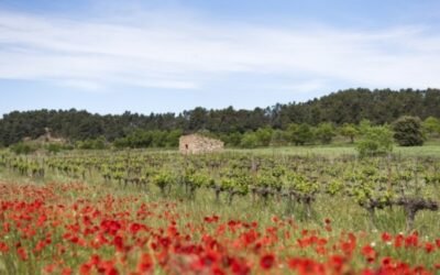 Familia Torres celebra el 17 de junio el I Simposio de Viticultura Regenerativa
