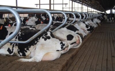 Recomendaciones: Programa de Control de Mastitis