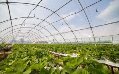 El MAPA eleva a consulta pública los cuatro primeros programas de ayudas del Plan de Recuperación 2021-23