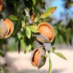 Los hongos y la heladas provocan pérdidas del 70% en la cosecha de almendra en Almería, Granada y Jaén