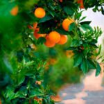 Europa estudiará el impacto de las importaciones citrícolas de Sudáfrica en la evaluación del acuerdo comercial que arranca en octubre