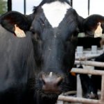 Los ganaderos denuncian «injerencias» para reventar y cambiar el estudio de la cadena de valor de la leche