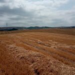 Mirando con preocupación al cielo: La climatología lastra entre un 8 y un 30% la campaña de cereales dependiendo del territorio