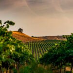 La DO Cava aprueba por segundo año consecutivo limitar la producción para intentar reequilibrar el mercado