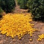 La fruta en los árboles sin recoger: Campaña desastrosa en el limón con unas pérdidas que podrían ser superiores a los 52 millones