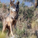 Más tensión: Califican de ofensivos, provocadores y manipuladores los argumentos de WWF en su campaña ‘Yo defiendo al lobo’