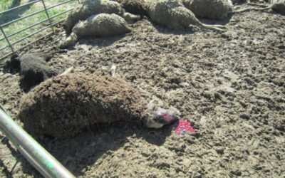 El proyecto de Orden del Miterd para incluir al lobo en el LESPRE irá en próximos días al Consejo de Estado