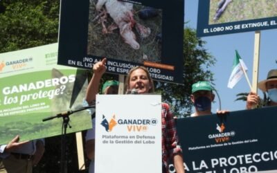 Organizaciones del mundo rural reivindican la gestión del lobo y más protección para la ganadería