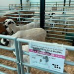 La raza Churra se enfrenta a nuevos retos innovadores para su supervivencia sin olvidar dignificar el trabajo del pastor